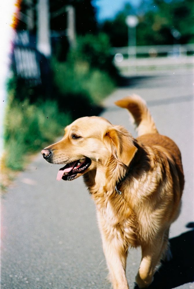 Foto seines Golden Retrievers auf einem sonnigen Weg